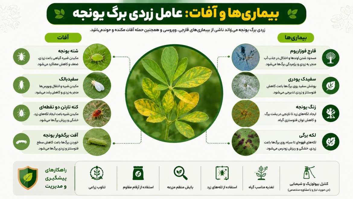 علت زرد شدن برگ یونجه
