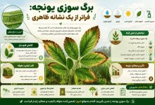 برگ سوزی یونجه