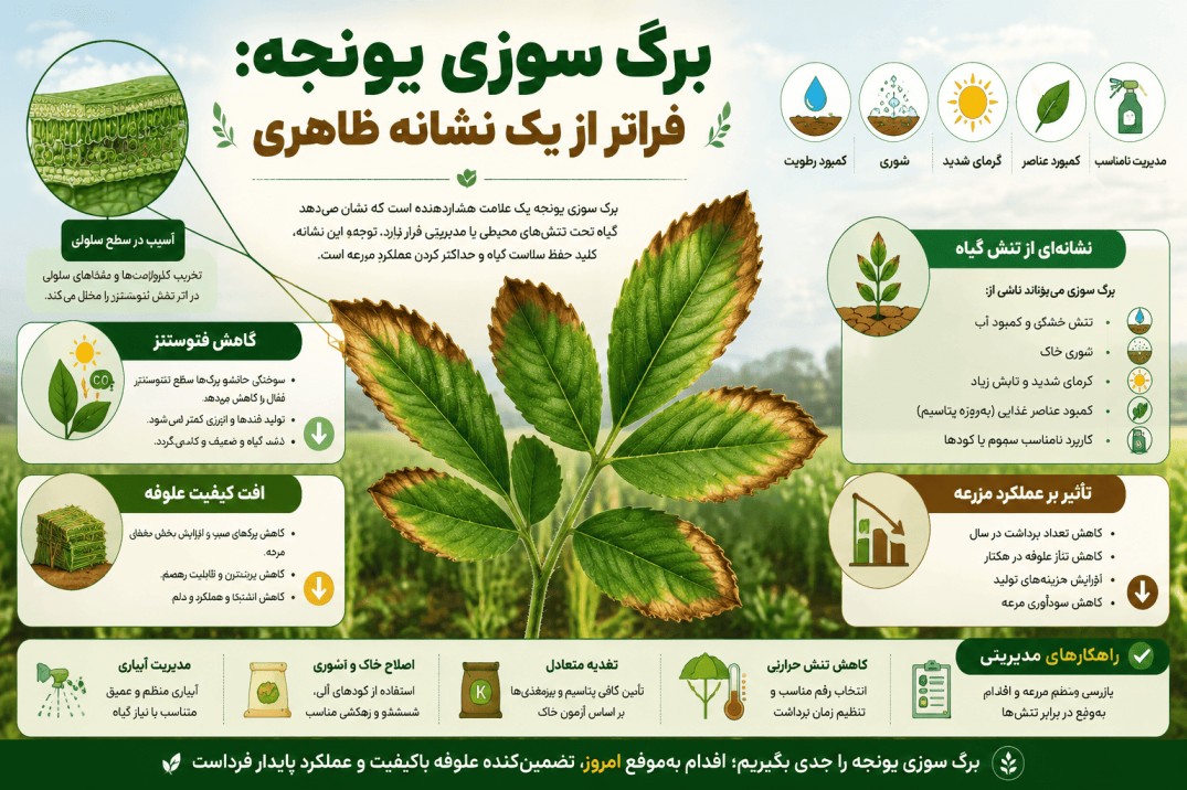برگ سوزی یونجه برگ سوزی یونجه