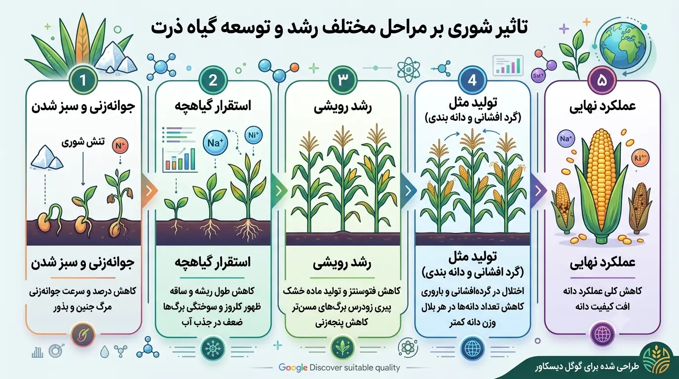 شوری خاک و تاثیر آن بر ذرت