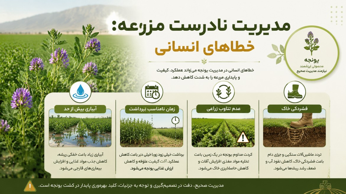علت زرد شدن برگ یونجه