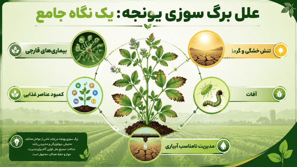 برگ سوزی یونجه برگ سوزی یونجه