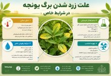 علت زرد شدن برگ یونجه