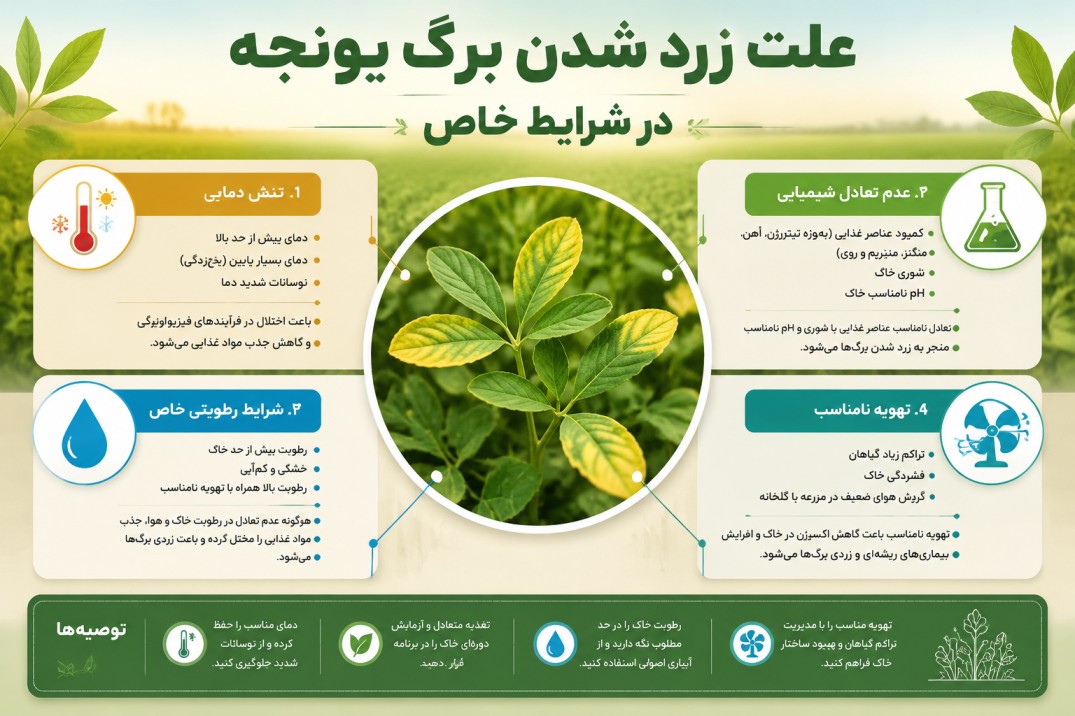 علت زرد شدن برگ یونجه