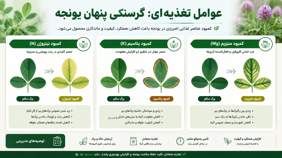 علت زرد شدن برگ یونجه