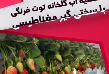تصفیه آب گلخانه توت فرنگی توسط سختی گیر مغناطیسی و آب مغناطیسی