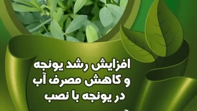 اثرات مثبت سختی گیر مغناطیسی روی یونجه