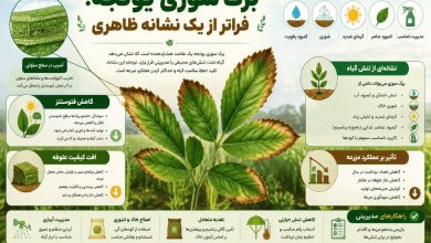برگ سوزی یونجه